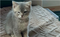 宠物猫口腔溃疡如何处理