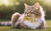 哪些原因会导致猫咪突然出现厌食