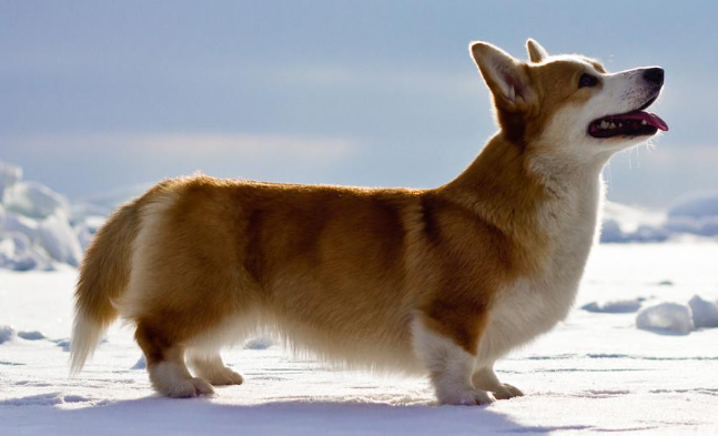 关于彭布罗克威尔斯柯基犬的历史起源,你知道吗? 关于彭布罗克威尔斯柯基犬的历史起源,你知道吗?