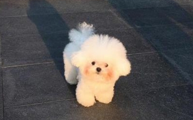 狗狗总是咳嗽是怎么了 狗狗总是咳嗽是怎么了