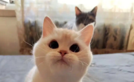 猫咪的水多久换一次