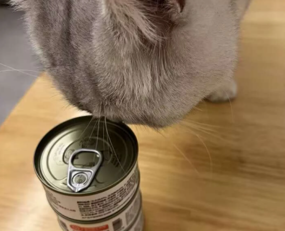 猫罐头品牌排名前十有哪些?高品质猫罐头都在这 猫罐头品牌排名前十有哪些?高品质猫罐头都在这