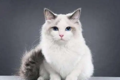 猫中毒怎么急救