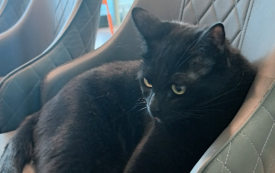 猫咪没精神一直睡觉怎么回事 猫咪没精神一直睡觉怎么回事