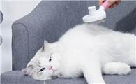 关于猫咪的毛发有哪些基本常识