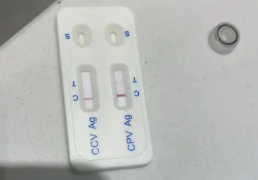 PLKWT细小试纸c代表什么 PLKWT细小试纸c代表什么