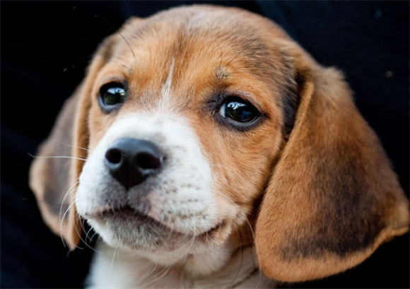 比格犬饲养指南:是否适合你? 比格犬饲养指南:是否适合你?