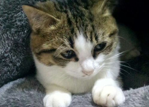 猫咪耳螨用滴耳液还是耳螨药