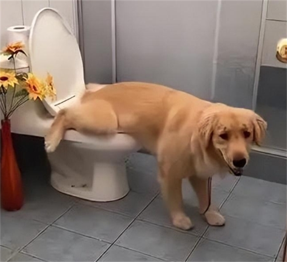 狗喝水多尿多怎么回事
