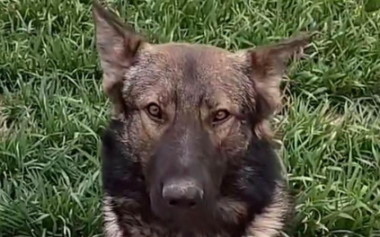 狗主人是小女孩爷爷?热点事件中的谣言抹黑该休矣 狗主人是小女孩爷爷?热点事件中的谣言抹黑该休矣