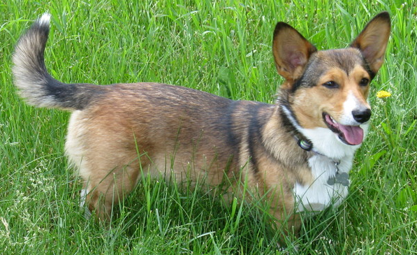 想养好活力充沛的威尔斯柯基犬,运动很重要 想养好活力充沛的威尔斯柯基犬,运动很重要