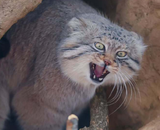 祁连山一只兔狲,叼着旱獭回巢,却被藏狐抢走 祁连山一只兔狲,叼着旱獭回巢,却被藏狐抢走