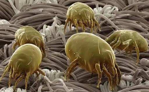 多高温度可以杀死螨虫