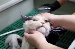 猫咪接种疫苗前可以洗澡吗
