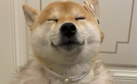 狗狗走路一瘸一拐捏哪都不疼