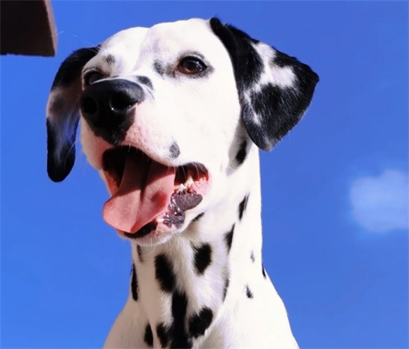 斑点狗是什么犬种 斑点狗是什么犬种