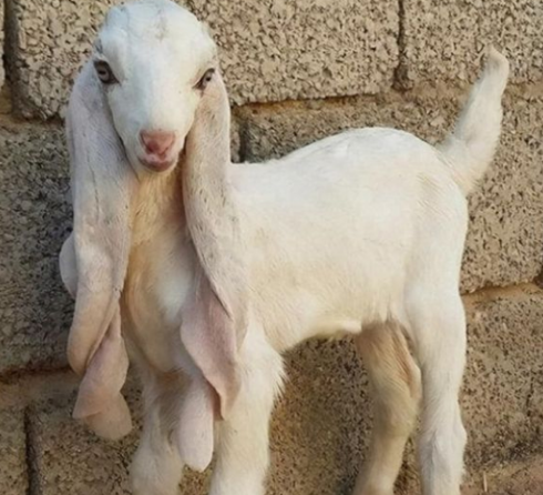 大马士革山羊幼崽 大马士革山羊幼崽