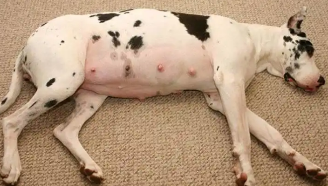 怎么能确定狗狗是否怀孕