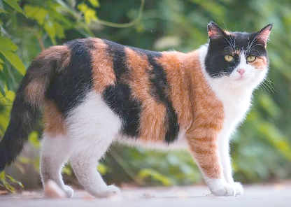 什么情况可能导致猫咪抑郁症 什么情况可能导致猫咪抑郁症