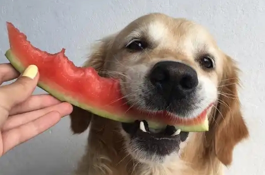 怀孕的狗狗可以吃西瓜吗