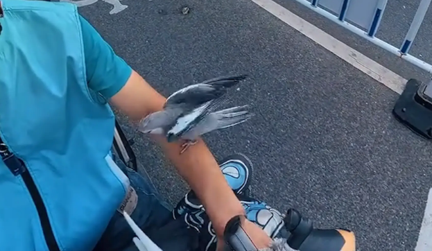 男子的宠物鹦鹉会跟车飞行。网友:侦察僚机 男子的宠物鹦鹉会跟车飞行。网友:侦察僚机