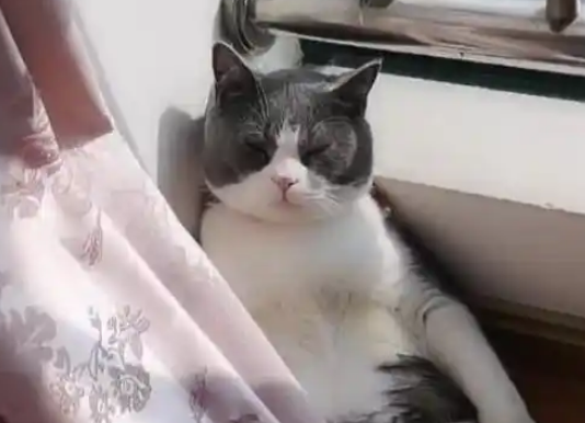 家里找不到猫，掀开窗帘一看哭笑不得：活得不如一只猫