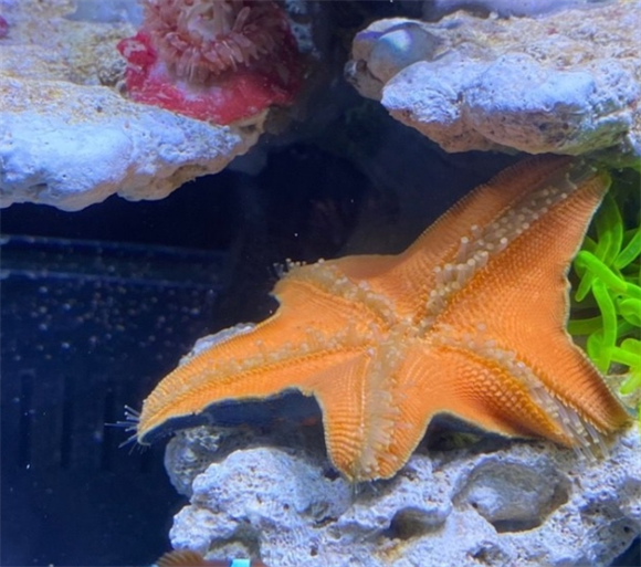 海星是活的还是死的