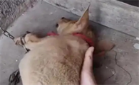 小狗翻肠子吃什么药最管用