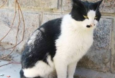 四川简州猫：被视为具有特殊能力的“神猫”