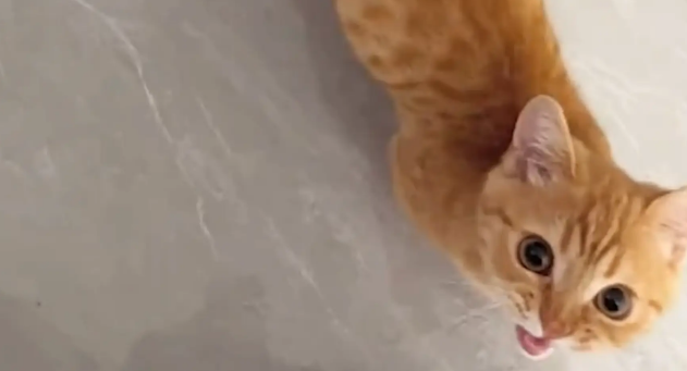 猫咪想吃薯片,急得给主人作揖。猫咪:人,求赐薯片 猫咪想吃薯片,急得给主人作揖。猫咪:人,求赐薯片