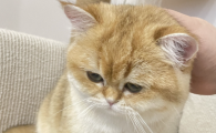 巴西木对猫咪有害吗