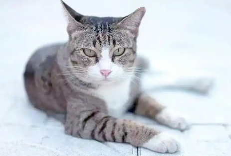 猫腹泻吃什么药