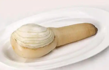 生吃象拔蚌的做法大全