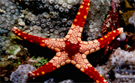 海星有多少种图片