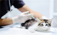 猫咪体内外驱虫怎么操作