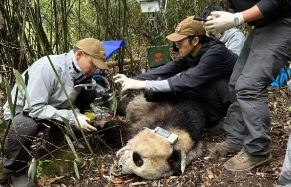 300多只大熊猫挂过他的“专家号” 300多只大熊猫挂过他的“专家号”