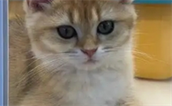 猫咪排尿困难怎么办