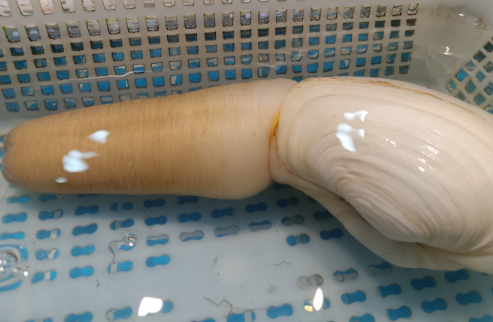 象拔蚌用怎样吃最好