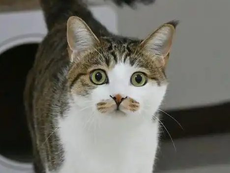 中华田园猫的多样性揭秘:从狸花猫到简州猫 中华田园猫的多样性揭秘:从狸花猫到简州猫