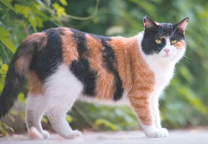 猫肾衰竭是怎么引起的