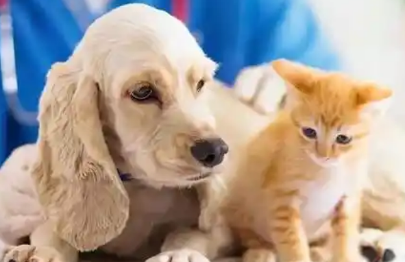 2025年中国宠物行业市场报告:社交媒体成消费决策的核心因素 2025年中国宠物行业市场报告:社交媒体成消费决策的核心因素