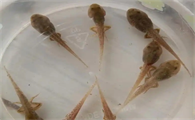 青蛙蝌蚪的养殖技术