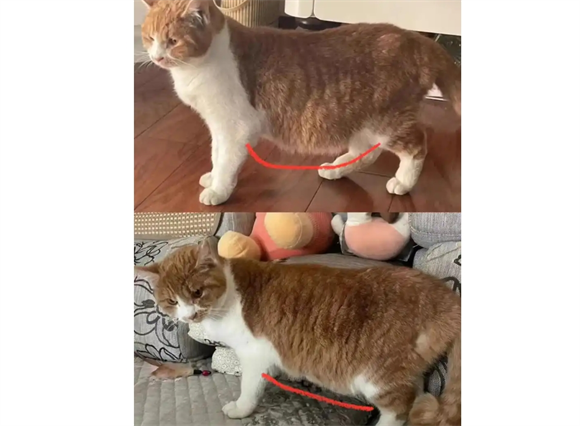 小猫传腹传染别的猫吗