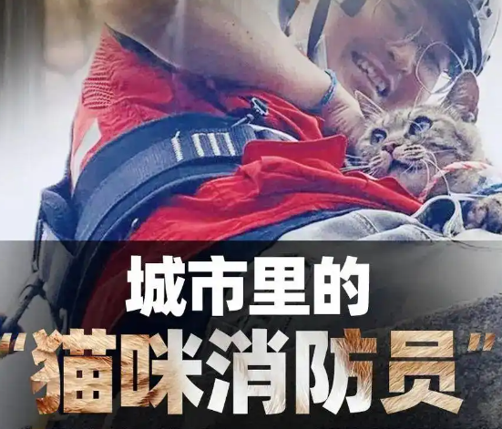 城市里的“猫咪消防员”:8年救下3927只猫,曾一天接到六七个求助 城市里的“猫咪消防员”:8年救下3927只猫,曾一天接到六七个求助