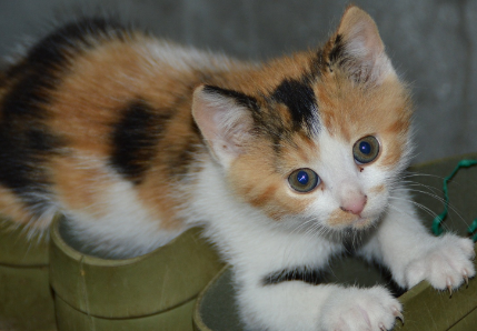 猫咪不停抽搐是怎么回事 猫咪不停抽搐是怎么回事