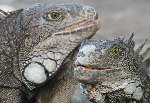 四口之家把18公斤的蜥蜴当作宠物饲养 四口之家把18公斤的蜥蜴当作宠物饲养