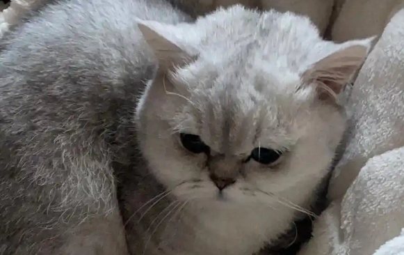 小奶猫吐黄水是怎么回事
