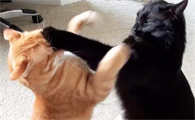 猫一直叫唤是什么原因