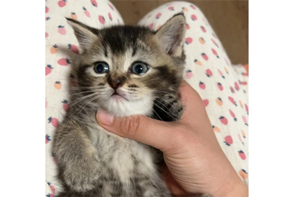 猫咪退烧药有哪些