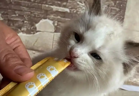 康康先生猫条可以买吗